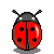 (June 2008) Coleoptera Egg